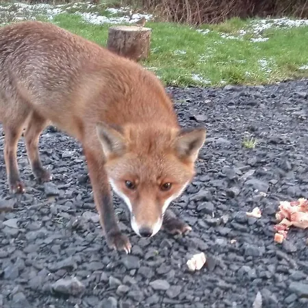 木屋 Stag's View *