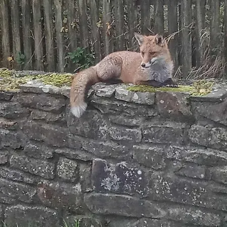 Stag's View 巴利纳