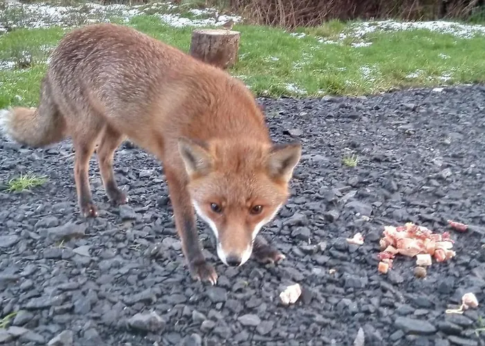 Chalet Stag's View *