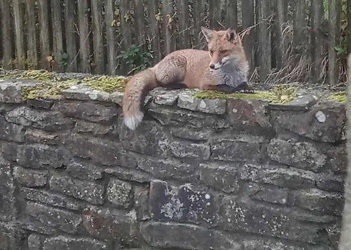 Stag's View Баллина